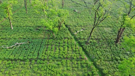 Vista-De-Ariel-Tiro-De-Jardín-De-Té-Assam