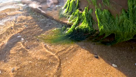 las olas del océano bañan suavemente la roca cubierta de musgo.