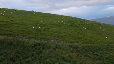 Aerial-approach-towards-a-sheep-herd-on-a-steep,-lush-hillside-meadow