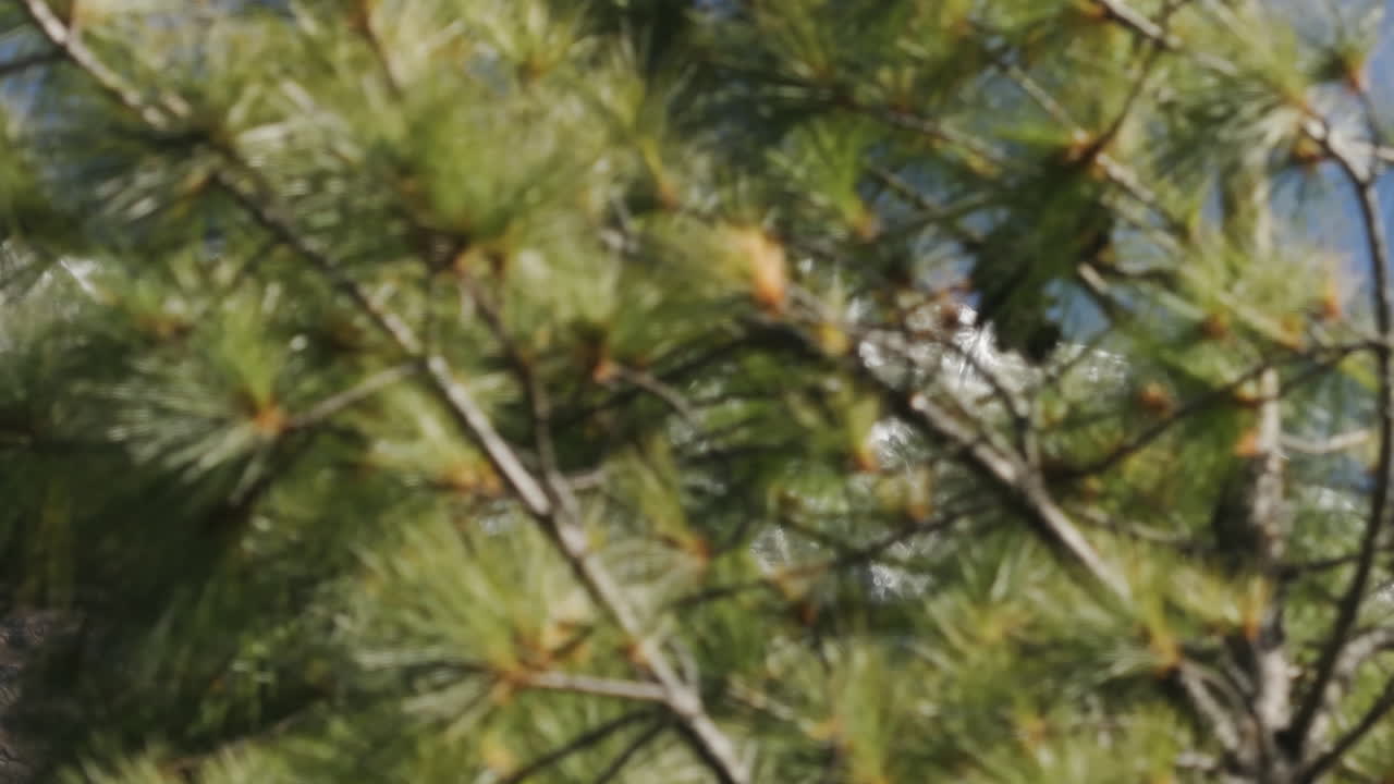 Drone shot behind branches, with the snowy alpine background, Sagarmatha, Nepal