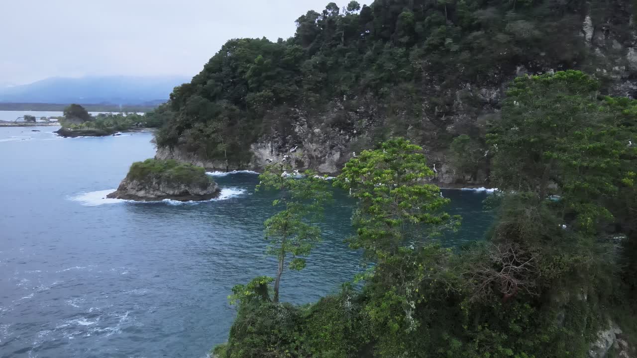 Aerial HDR footage of a pelicans nest in a tree at the south pacific coast