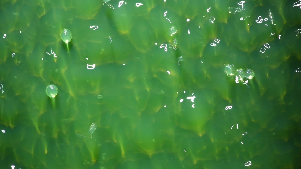 옅은 녹색 진주의 춤 - 자세한 내용은 따옴표를 사용하여 "abstractvideoclip"을 검색하십시오.