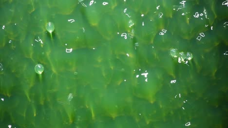 el baile de las perlas de color verde pálido: para obtener más información, busque &quot;videoclip abstracto&quot; entre comillas
