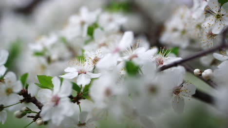 Flores-Blancas-Florecen-En-El-árbol-De-Sakura-En-Primavera.-Cerezo-En-Flor