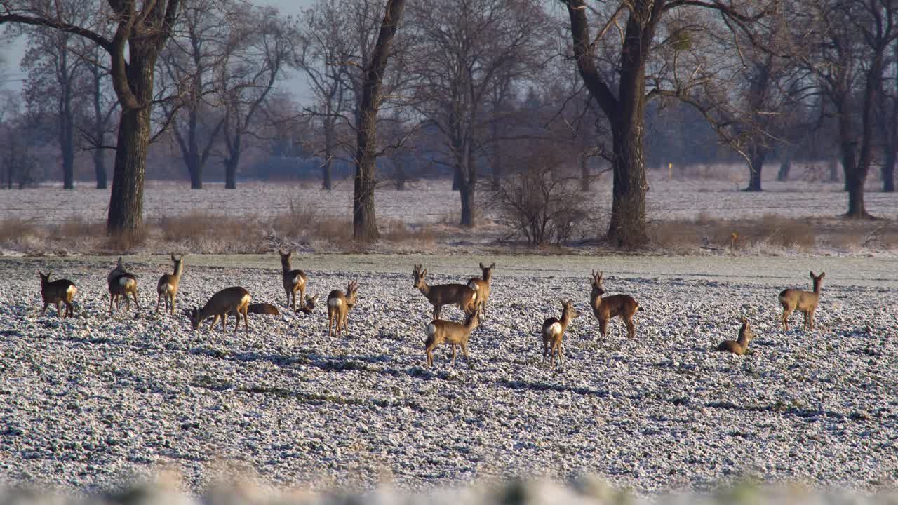 폴란드의 서리가 내린 들판에 있는 편안한 노루 무리