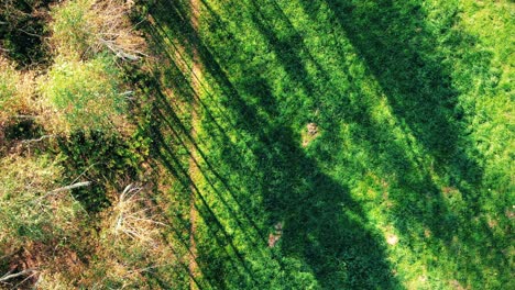 Vista-Aérea-Sobre-La-Carretera-En-El-Bosque-En-Otoño