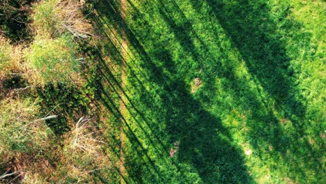 aerial view above road in forest in fall