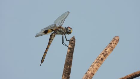 Libelle-Entspannt-Sich-Auf-Busch---Nahrung---Samen