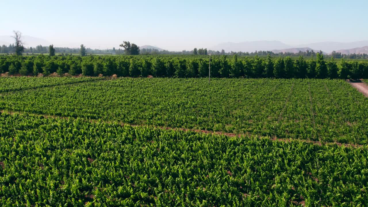Plano aéreo de establecimiento de viñedos maduros listos para la cosecha en el Valle del Maipo
