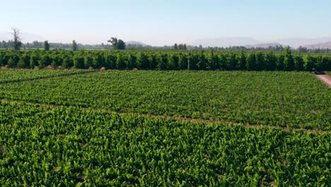 toma aérea de establecimiento de viñedos maduros listos para ser cosechados en el valle del maipo