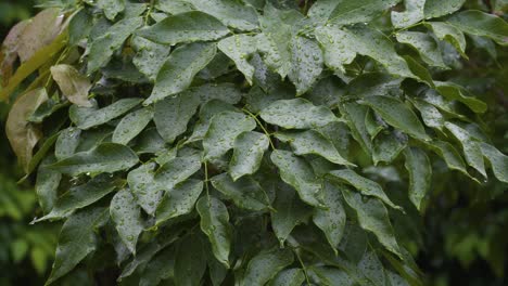 raindrops resting on the surface of leafs after a rainstorm in tropical climate