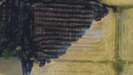 Aerial-drone-shot-of-Stubble-burning-of-left-overs-from-wheat-field-harvest-causing-smog-and-heavy-air-pollution-in-north-india