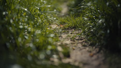 path through lush green grass