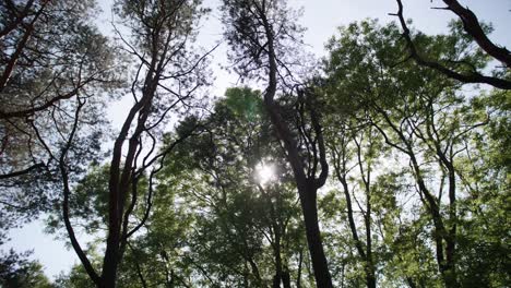 una escena pacífica en un parque o un bosque