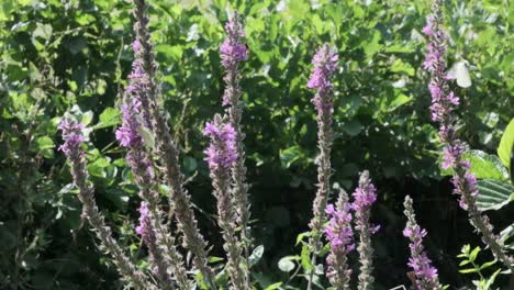 Makroaufnahmen-In-Zeitlupe-Des-Kleinen-Kohlweißlings-Pieris-Rapae,-Der-Von-Pflanze-Zu-Pflanze-Wandert,-Um-Sich-Von-Süßem-Zuckerwassernektar-Zu-Ernähren,-Vierter-Clip-Von-Vier-Clips