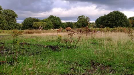richmond park landscape in london