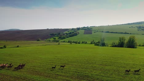 Luftaufnahme-Mit-Der-Drohne,-Die-Vorwärts-über-Eine-Herde-Von-Hirschen-Fliegt,-Die-Auf-Einem-Feld-Laufen