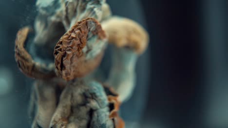 una toma cinematográfica macro vertical de un hongo seco mágico psicoactivo psilocibina alucinación con una tapa roja amarilla, en un soporte reflectante giratorio, iluminación de estudio, full hd, cámara lenta, 120 fps