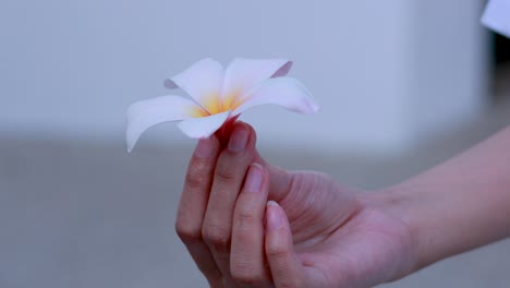 plumeria en la mano