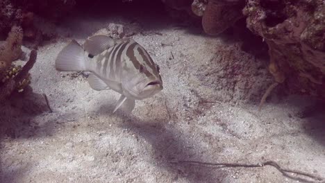 nassau grouper on the reef