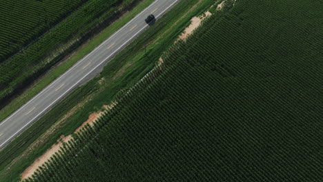 Aerial-Drone-View-Of-Asphalt-Road-In-Evergreen-Plantation-At-Fredonia-In-Prairie-County,-Arkansas,-United-States