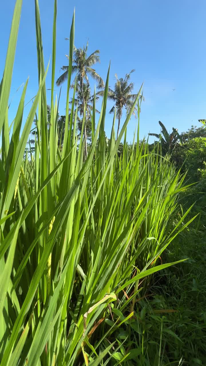 Rigogliosa risaia verde con palme sotto un cielo azzurro limpido.