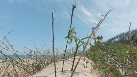 Absterbende-Pflanze-Am-Strand-Von-Brittas-Bay-Mit-Blauem-Himmel-An-Einem-Sonnigen-Sommertag-In-Der-Grafschaft-Wicklow,-Irland