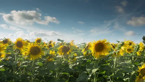 sunflower field 00