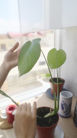 cleaning a monstera plant