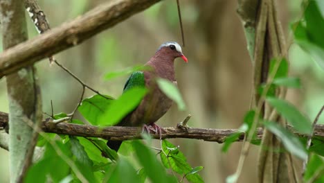 Hábitat-Natural-De-La-Paloma-Esmeralda-Asiática-Común,-Chalcophaps-Indica