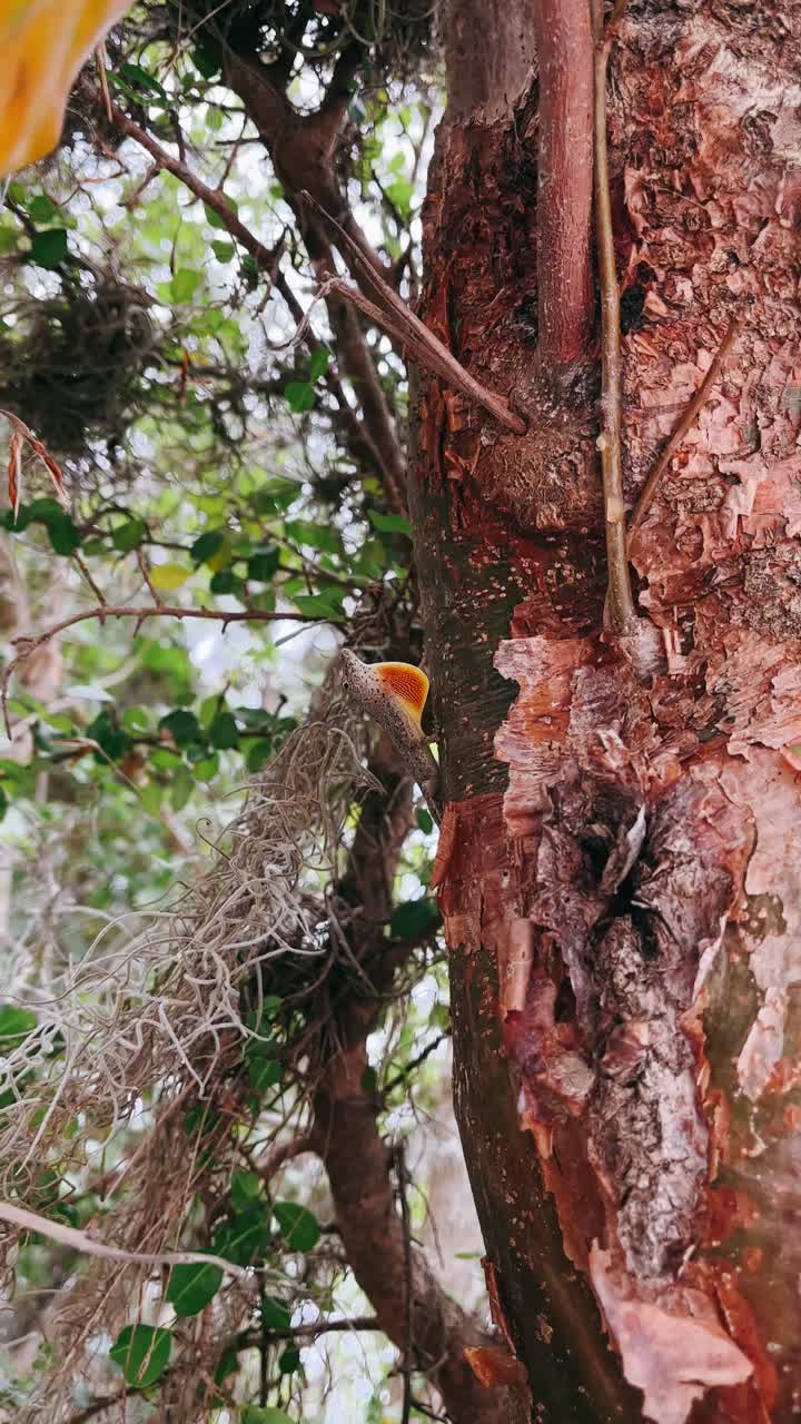 lagarto en el tronco del árbol