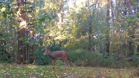 Sechs-Punkte-Whitetail-Buck,-Der-An-Einem-Hellen-Frühen-Herbstmorgen-Im-Amerikanischen-Mittelwesten-Langsam-Auf-Einem-Wildpfad-Im-Wald-Spazieren-Geht