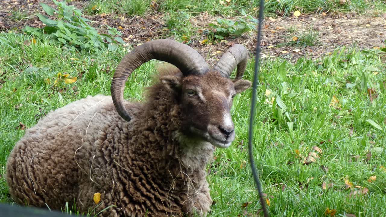 편안한 햇빛에 푸른 잔디에 앉아 갈색 뿔이있는 남성 산 숫양