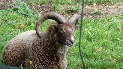 carnero de montaña macho con cuernos marrones sentado en la hierba verde a la luz del sol relajante