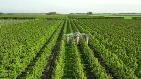 a gardener drives through his pear orchard and sprays crop protection products on the pears