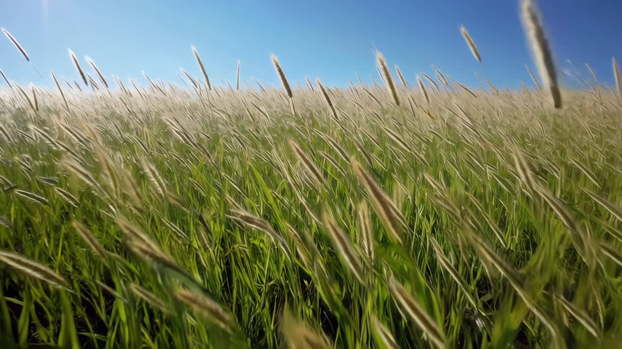 바람에 쓸린 풀