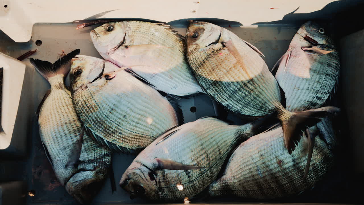 Freshly caught fish displayed in colorful plastic crates at a local market