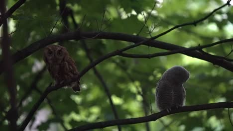 an adult eastern screech owl and its owlet perch near one another in the dark