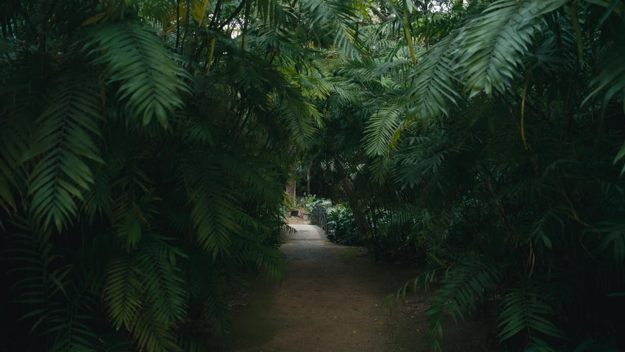 Smal sti, der fører gennem tætte tropiske planter og danner en naturlig tunnel. Frodigt grønt skaber en afsidesliggende, fordybende junglelignende atmosfære