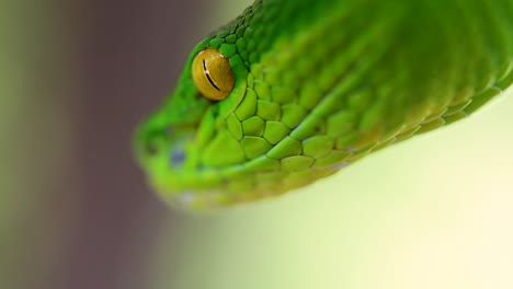 La-Víbora-De-Labios-Blancos-Es-Una-Víbora-Venenosa-Endémica-Del-Sudeste-Asiático-Y-A-Menudo-Se-Encuentra-Durante-La-Noche-Esperando-En-Una-Rama-O-Rama-De-Un-árbol-Cerca-De-Un-Cuerpo-De-Agua-Con-Muchos-Alimentos