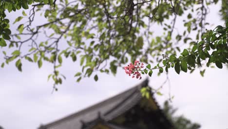 close up of beautiful flower with background blur of japanese temple roof - abstract view