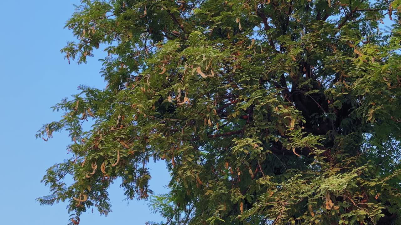A Tamarindus indica tree full of ripened pods and blossoms under a clear blue sky, showcasing the tropical beauty and culinary importance of tamarind in Indian cooking