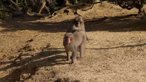 two wild japanese macaques mating in torso-ventral position in an open area