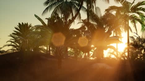 Sunset-Beams-through-Palm-Trees