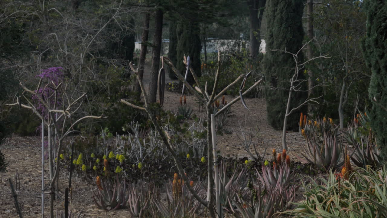 Piante e alberi nel giardino Bahai ad Acri, Israele
