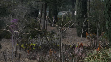 plantas y árboles en el jardín bahai acre israel