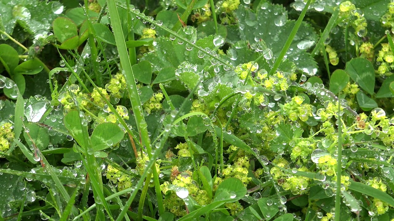 Dew Drops on Green Grass and Wildflowers in Morning