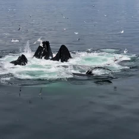 Erstaunliche-Aufnahme-Von-Buckelwalen-In-Der-Schote-Südöstlich-Von-Alaska-Bubblenet-Fütterung