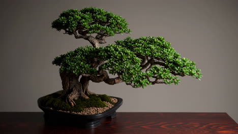 beautiful bonsai tree