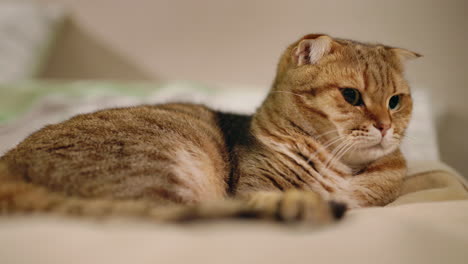 un lindo gato escocés plegado relajándose en un sofá
